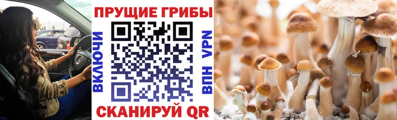 Псилоцибиновые грибы прущие грибы  Купить где  Севск 